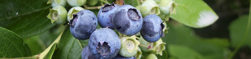 Vaccinium banner
